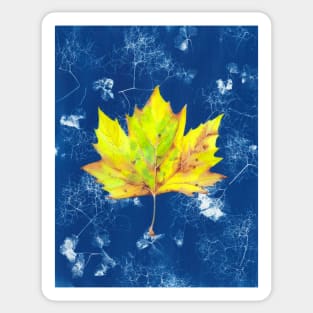 Yellow watercolour autumn leaf on a blue cyanotype background Sticker